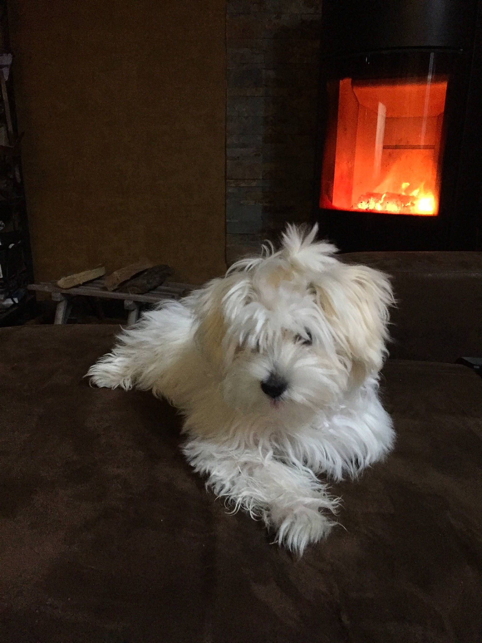 Enara a rejoint le concours — aidez-le/la à gagner de superbes lots ! canidae, carnivore, cockapoo, companion_dog, coton_de_tulear, dog, dog_breed, havanese, maltepoo, maltese, mammal, puppy, rare_breed_dog, schnoodle, small_terrier, terrier, tibetan_terrier, toy_dog, vertebrate, west_highland_white_terrier