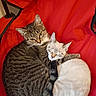 animal, cat, close_up, cozy, cuddling, curled_up, cute, domestic_cat, ears, feline, light_colored_cat, pets, red_fabric, relaxed, resting, sleeping, tabby_cat, tail, two_animals, whiskers