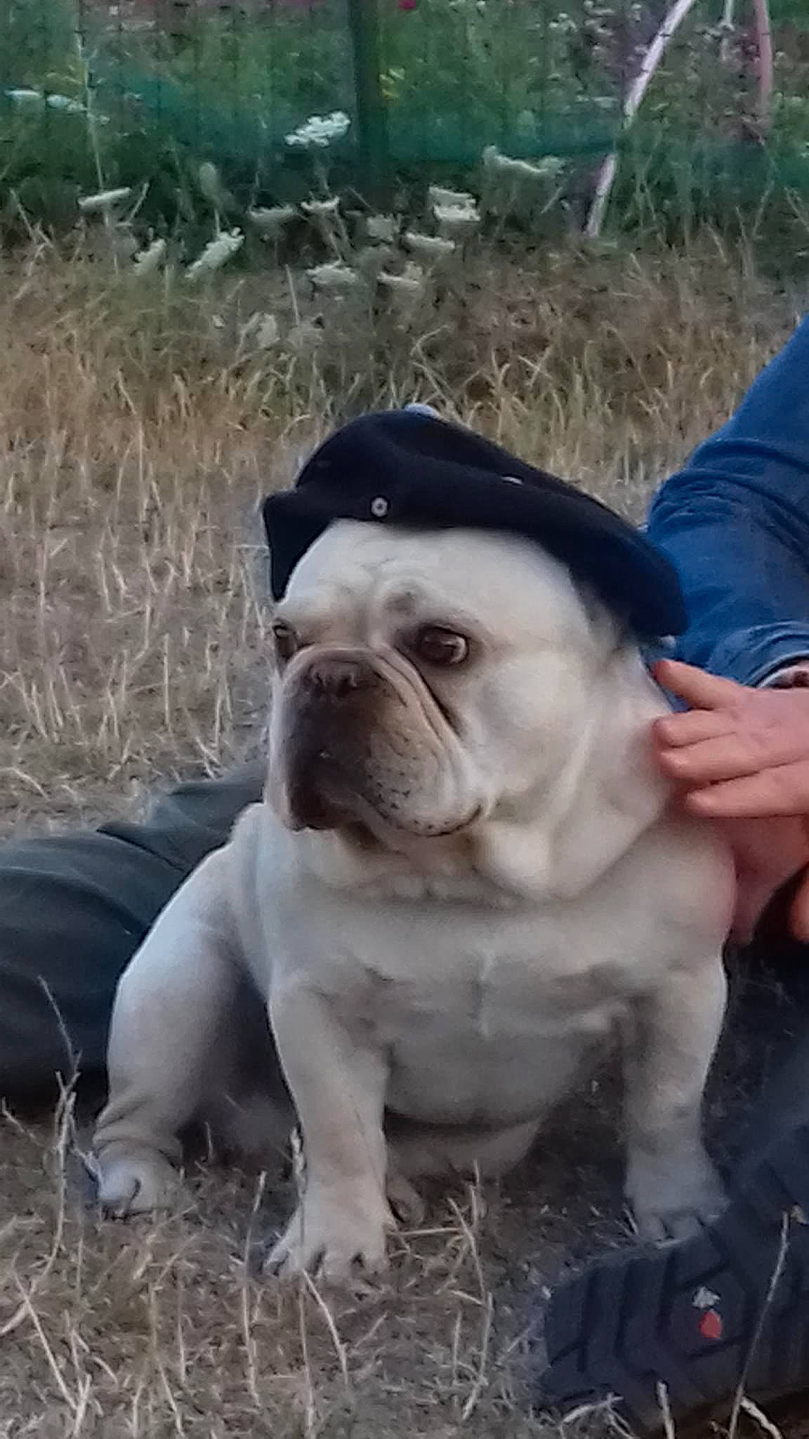 Gaston participe au concours pour gagner de l'argent avec cette photo : adventure, bulldog, canidae, carnivore, companion_dog, dog, dog_breed, fawn, grass, plant, snout, soil, sporting_group, terrestrial_animal, toy_dog, tree, whiskers, white_english_bulldog, working_animal, wrinkle