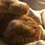 Harry a rejoint le concours — aidez-le/la à gagner de superbes lots ! adorable, blanket, cat, close_up, cozy, cute, domestic_animal, fur, fur_texture, ginger_cat, indoor, mammal, nap, paw, pet, relaxation, resting, sleeping, soft, whiskers