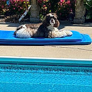Piper joined the competition — help win amazing prizes! dog, small_dog, fluffy, brown_and_white, lying_down, pool, pool_float, swimming_pool, outdoor, garden, flowers, fountain, patio, sunlight, summer, relaxing, pet, animal, blue, water
