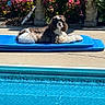dog, small_dog, fluffy, brown_and_white, lying_down, pool, pool_float, swimming_pool, outdoor, garden, flowers, fountain, patio, sunlight, summer, relaxing, pet, animal, blue, water