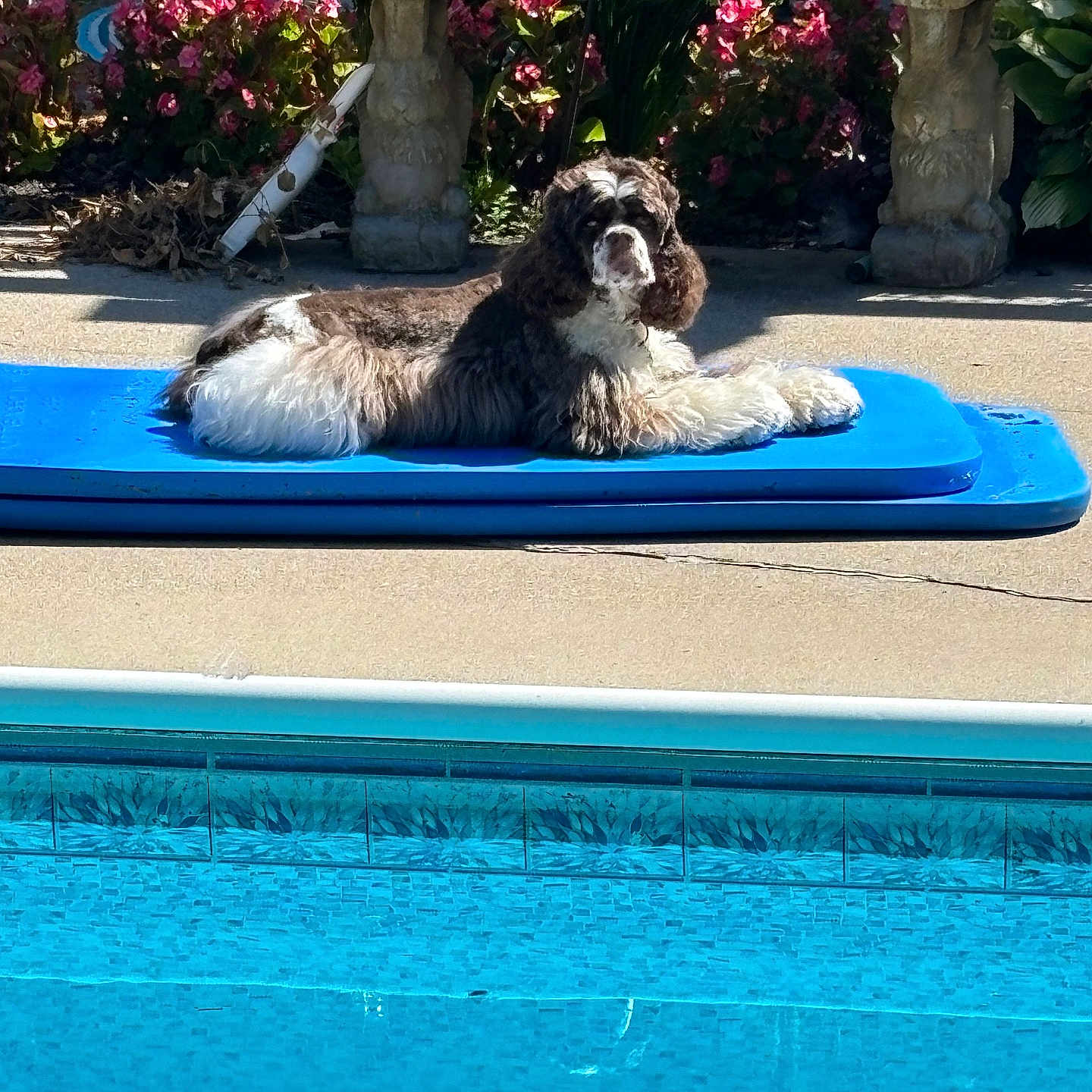 Piper