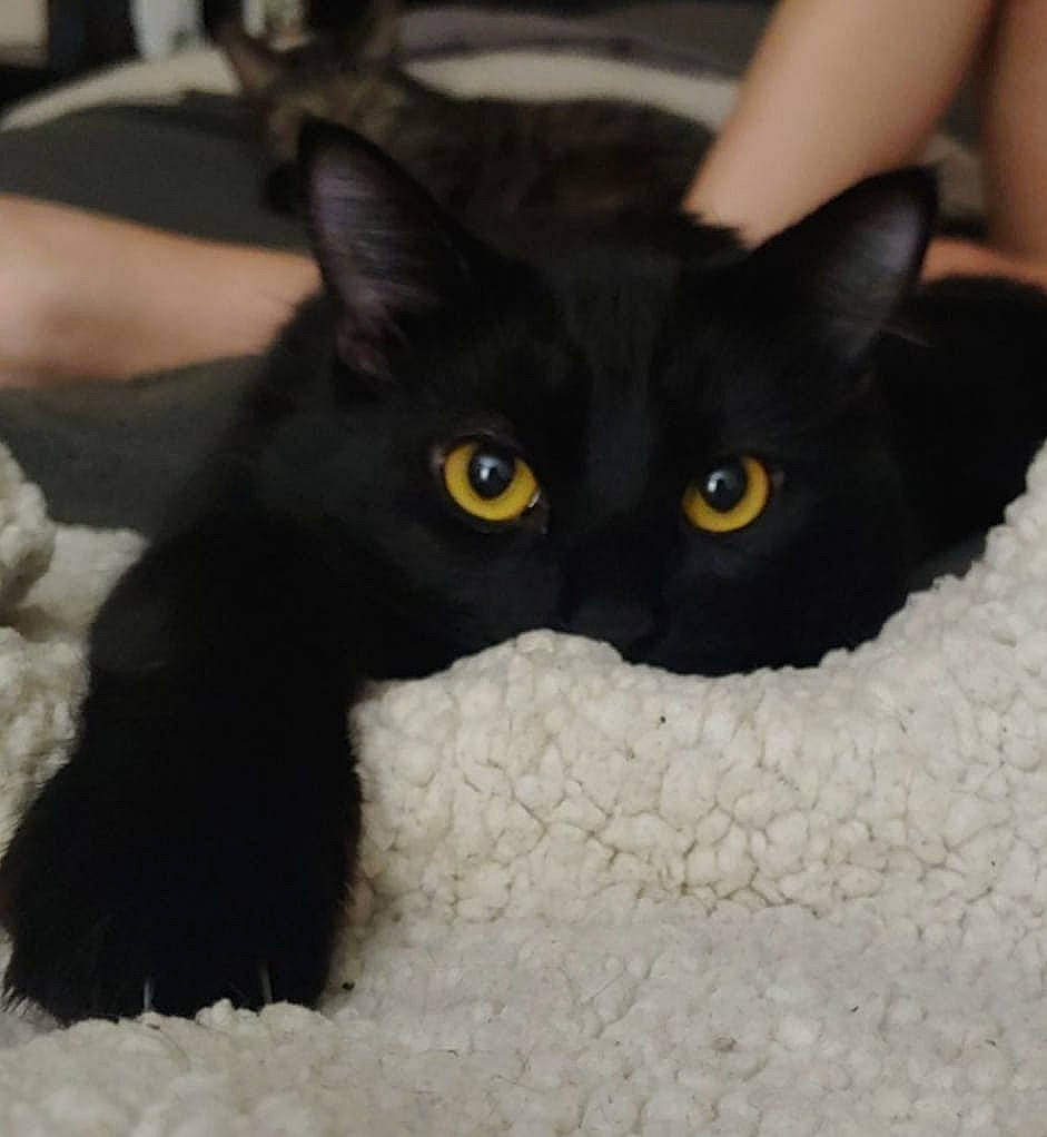 Fae joined the competition — help win amazing prizes! asian, black, black_cat, bombay, burmese, carnivore, cat, claw, domestic_short_haired_cat, ear, eye, felidae, havana_brown, kitten, mammal, polydactyl_cat, small_to_medium_sized_cats, snout, vertebrate, whiskers