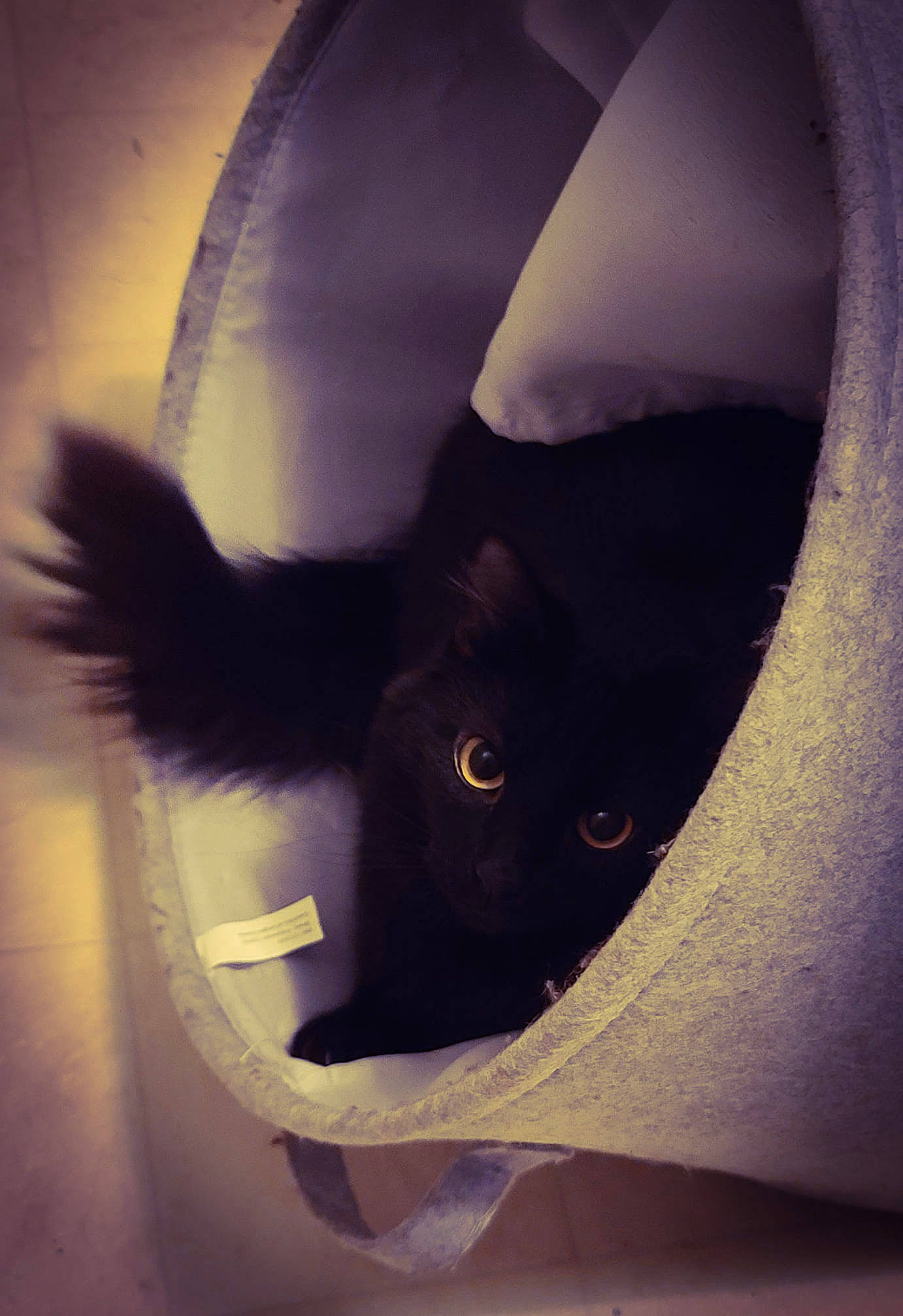 Fae joined the competition — help win amazing prizes! beard, black_cat, carnivore, cat, circle, darkness, domestic_short_haired_cat, electric_blue, felidae, fur, leg, monochrome, shadow, small_to_medium_sized_cats, snout, square, tail, tints_and_shades, whiskers, window