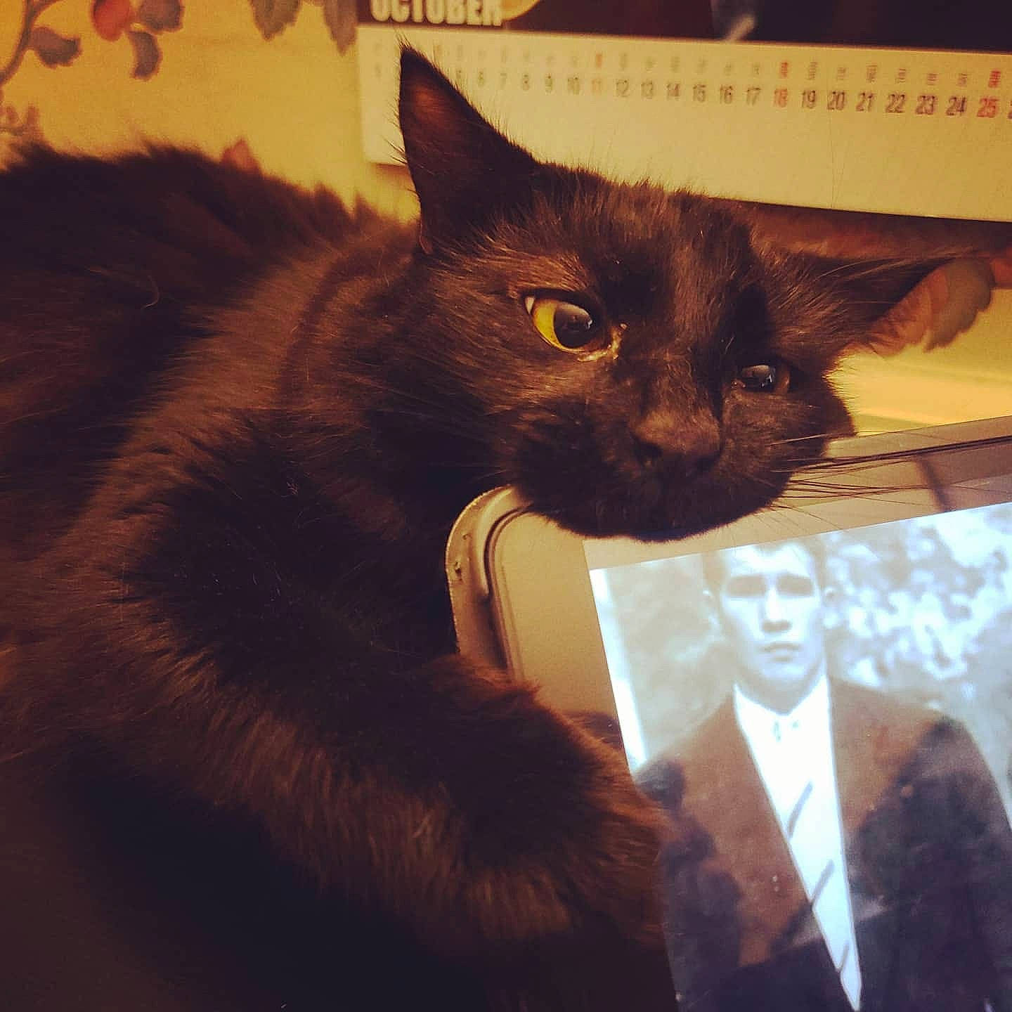 Fae joined the competition — help win amazing prizes! black_cat, carnivore, cat, claw, comfort, domestic_short_haired_cat, ear, felidae, fur, iris, paw, small_to_medium_sized_cats, snout, tail, terrestrial_animal, tie, whiskers