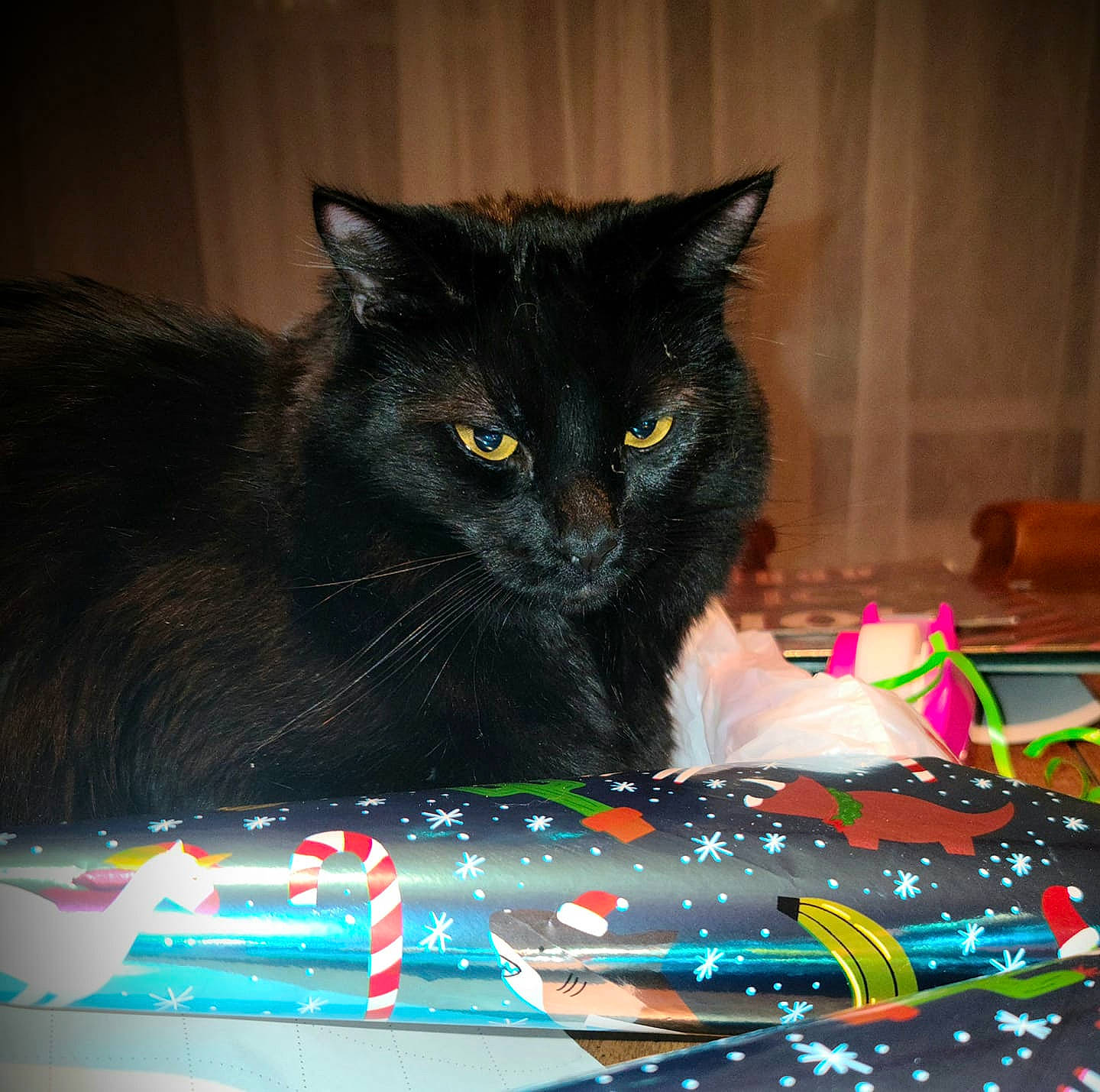 Fae joined the competition — help win amazing prizes! automotive_exterior, automotive_lighting, box, carnivore, cat, domestic_short_haired_cat, event, felidae, fur, magenta, pattern, paw, recreation, sitting, small_to_medium_sized_cats, table, tail, toy, whiskers, window