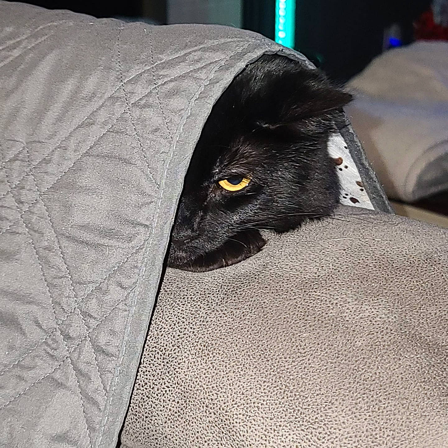 Fae joined the competition — help win amazing prizes! bed_sheet, bedding, black_cat, carnivore, cat, comfort, dog_breed, domestic_short_haired_cat, felidae, fur, grey, linens, pattern, sleeve, small_to_medium_sized_cats, snout, sportswear, terrestrial_animal, textile, whiskers