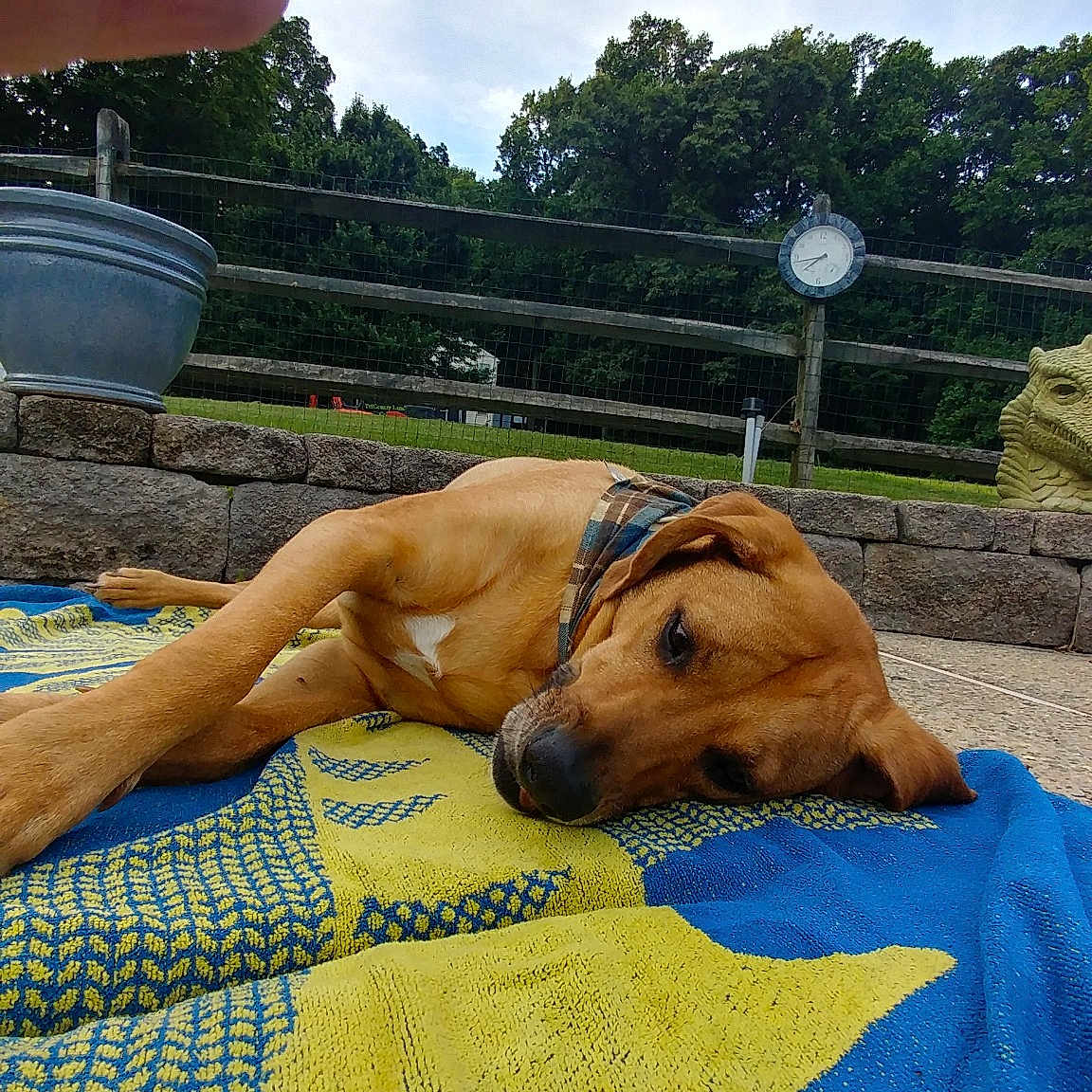 Kona joined the competition — help win amazing prizes! black_mouth_cur, boerboel, bullmastiff, canidae, carnivore, dog, dog_breed, fawn, leisure, rhodesian_ridgeback, snout, tosa, vacation