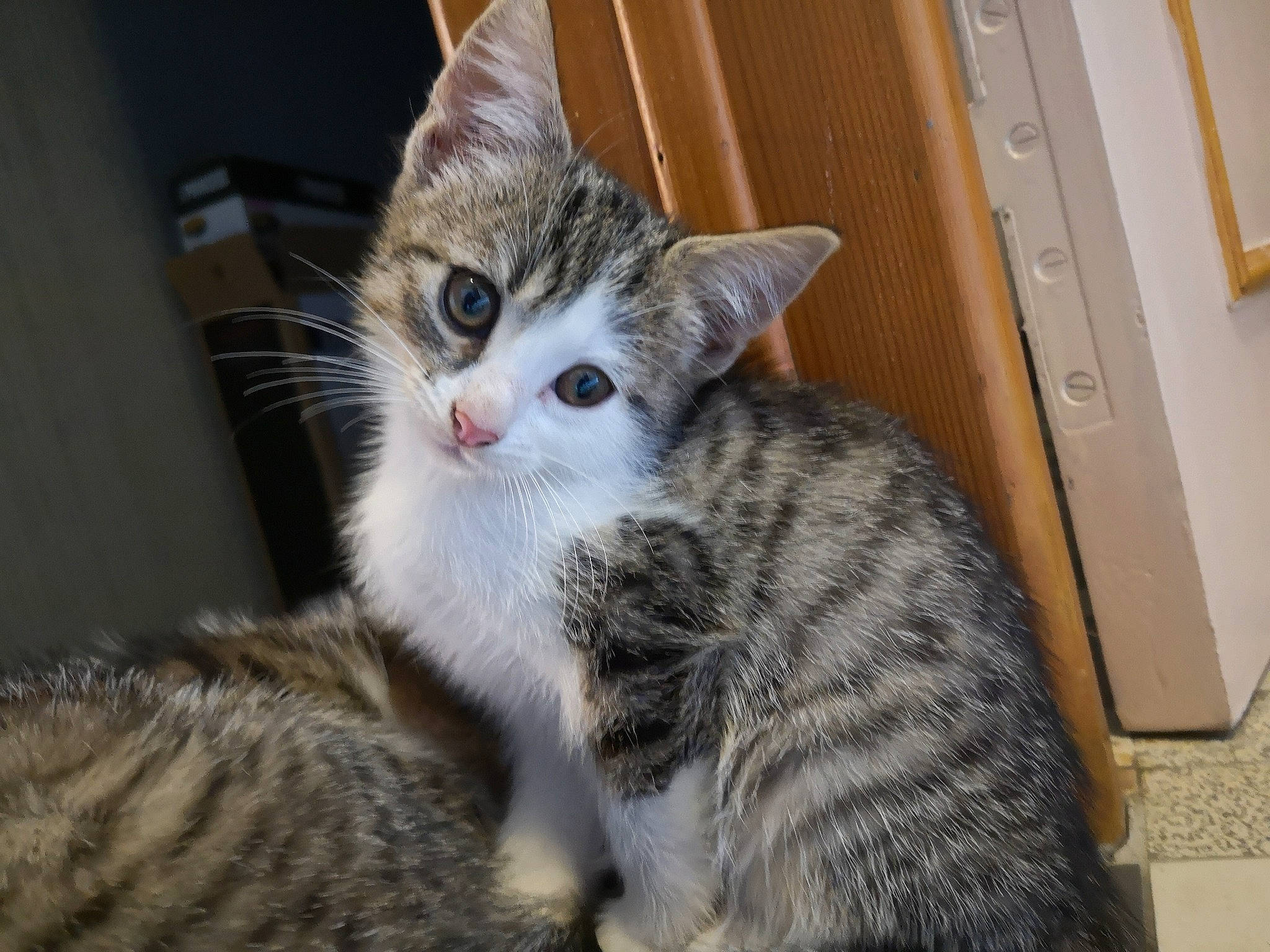 Shima a rejoint le concours — aidez-le/la à gagner de superbes lots ! aegean_cat, american_shorthair, american_wirehair, arabian_mau, asian, australian_mist, california_spangled, carnivore, cat, domestic_short_haired_cat, dragon_li, egyptian_mau, european_shorthair, felidae, kitten, mammal, small_to_medium_sized_cats, tabby_cat, vertebrate, whiskers