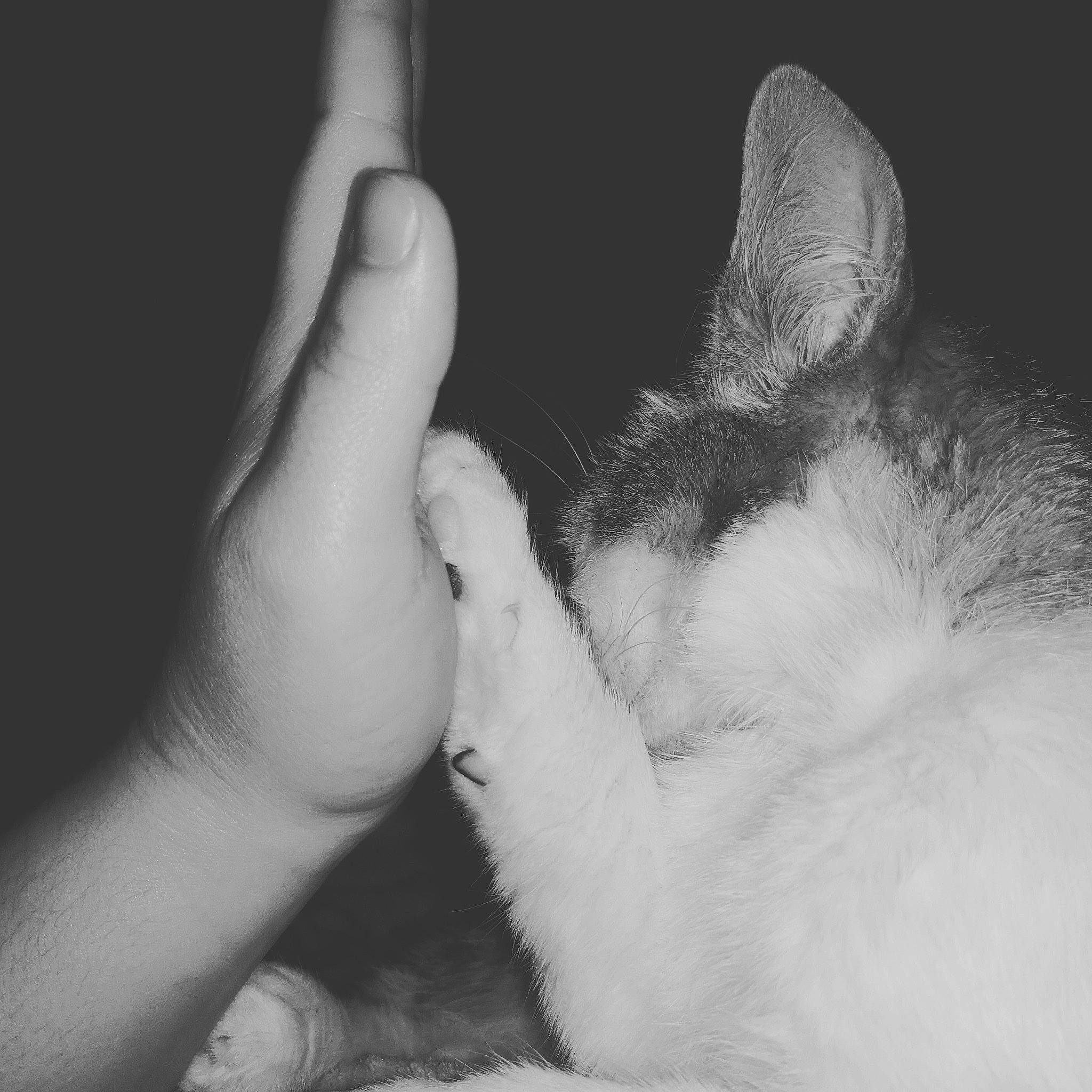 Shima participe au concours pour gagner de l'argent avec cette photo : black, black_and_white, carnivore, cat, claw, ear, felidae, finger, fur, gesture, hand, monochrome, monochrome_photography, paw, photography, polydactyl_cat, small_to_medium_sized_cats, snout, whiskers, white