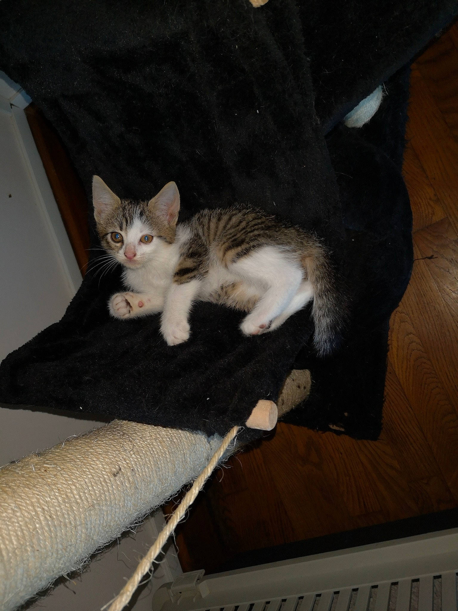 Shima participe au concours pour gagner de l'argent avec cette photo : aegean_cat, american_wirehair, asian, carnivore, cat, domestic_short_haired_cat, european_shorthair, felidae, german_rex, kitten, ojos_azules, small_to_medium_sized_cats, whiskers