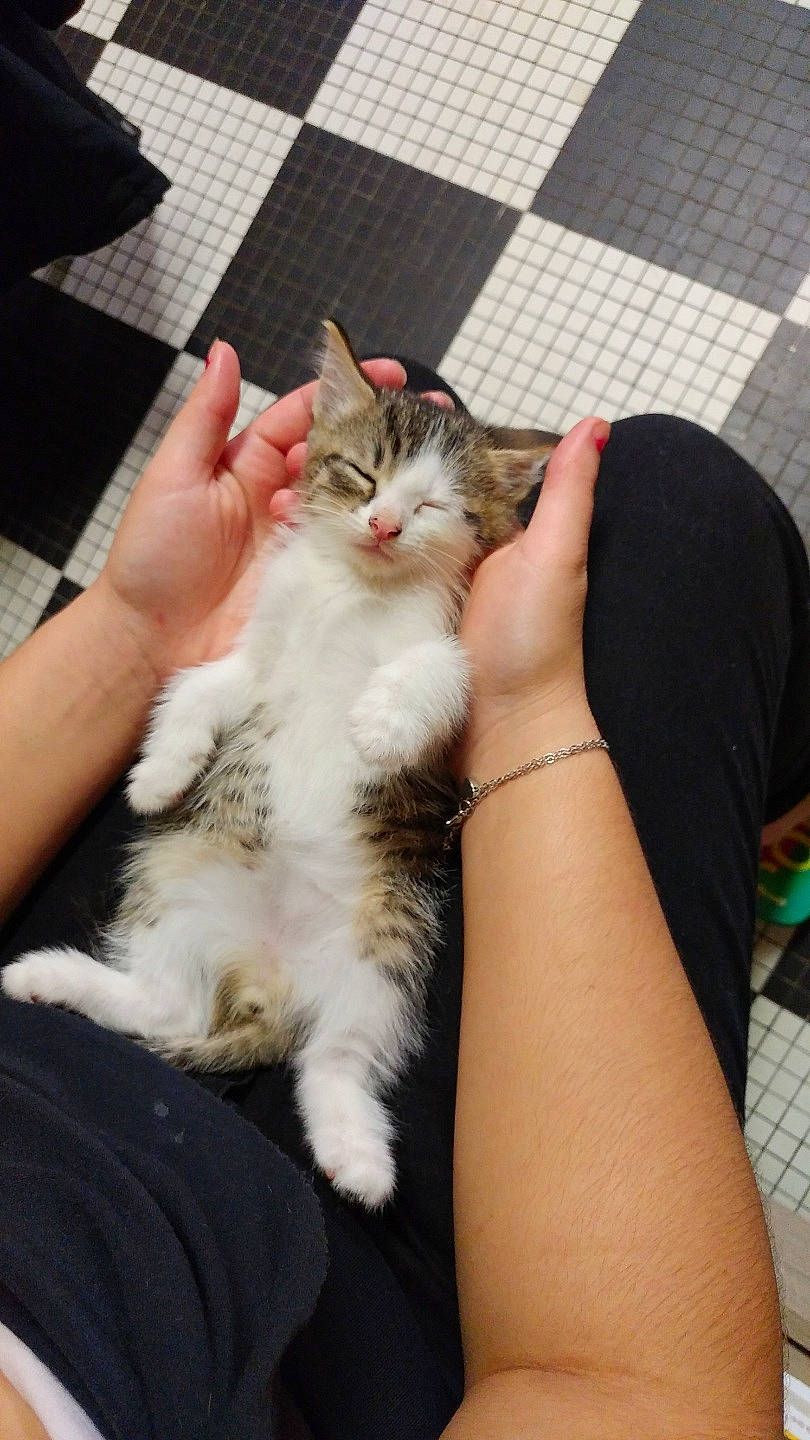 Shima participe au concours pour gagner de l'argent avec cette photo : aegean_cat, carnivore, cat, domestic_long_haired_cat, ear, european_shorthair, felidae, fur, kitten, norwegian_forest_cat, polydactyl_cat, ragamuffin, small_to_medium_sized_cats, turkish_van, whiskers