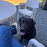 dog, black_dog, pet, animal, sitting, panting, tongue_out, happy, outdoor, patio, gravel, plastic_chair, table, garden, lawn, sunlight, person, jeans, shoe, portrait