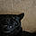 Pépito