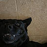 black_dog, dog, animal, pet, portrait, close_up, grinning, teeth, canine, dark_fur, funny, silly, wide_eye, pointed_ears, indoor, tile, floor, lying_down, collar, humor