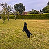 dog, black_dog, outdoor, garden, grass, lawn, ball, playing, jumping, running, fetch, pet, animal, canine, hedge, trees, backyard, house, sky, sports