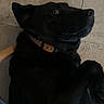 dog, black_dog, pet, animal, collar, orange_collar, lying_down, looking_up, side_eye, suspicious_expression, fur, snout, nose, ear, eye, indoor, tile_floor, portrait, close_up, funny_pose
