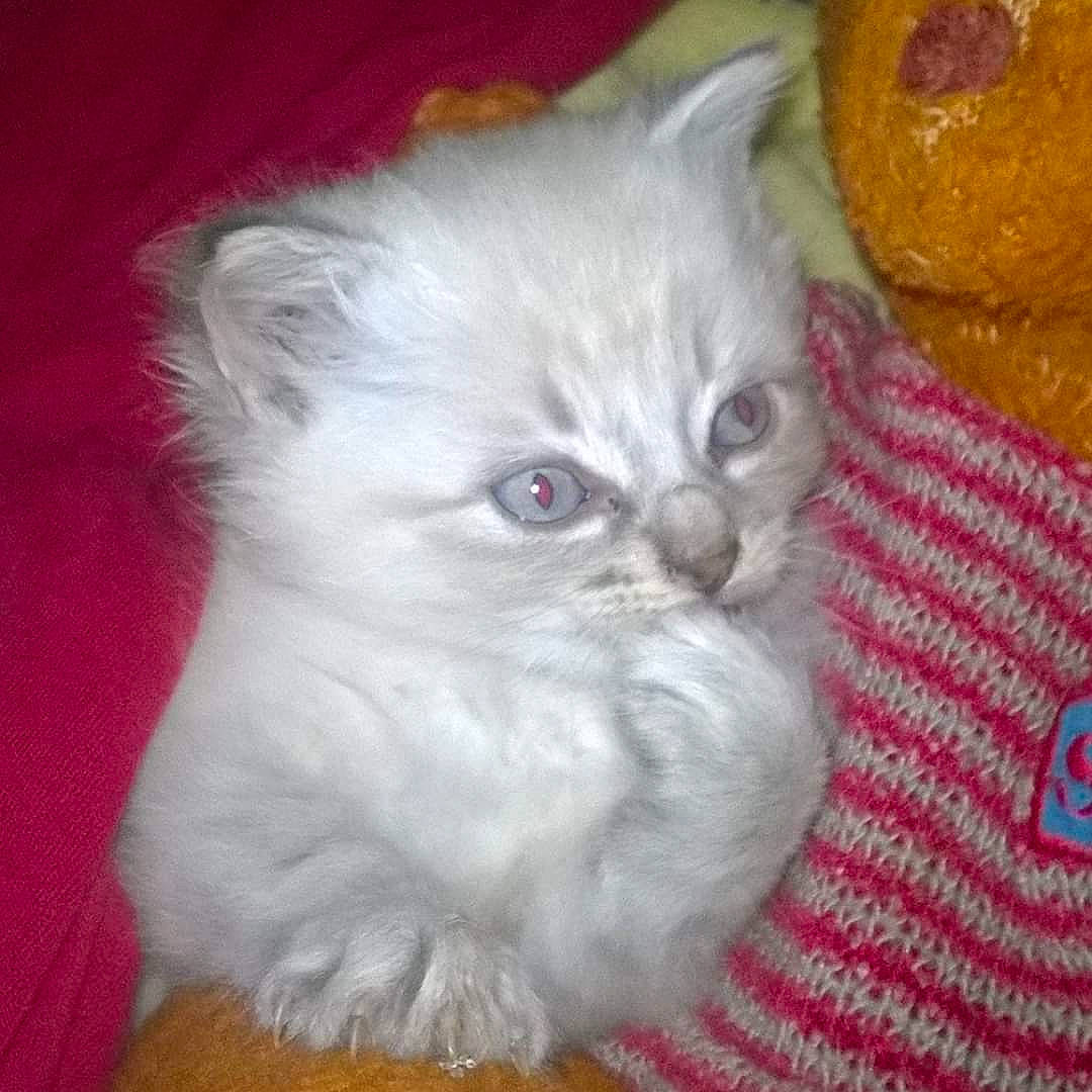 Neige participe au concours pour gagner de l'argent avec cette photo : asian, asian_semi_longhair, british_longhair, british_semi_longhair, carnivore, cat, domestic_long_haired_cat, eye, fawn, felidae, fur, kitten, mammal, napoleon_cat, norwegian_forest_cat, persian, ragdoll, small_to_medium_sized_cats, vertebrate, whiskers