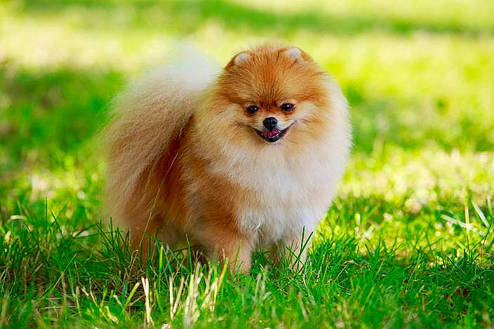 Cleo a rejoint le concours — aidez-le/la à gagner de superbes lots ! carnivore, companion_dog, dog, dog_breed, fawn, fur, german_spitz_klein, grass, grassland, happy, macro_photography, plant, snout, sporting_group, tail, terrestrial_animal, toy_dog, tree, whiskers, wildlife