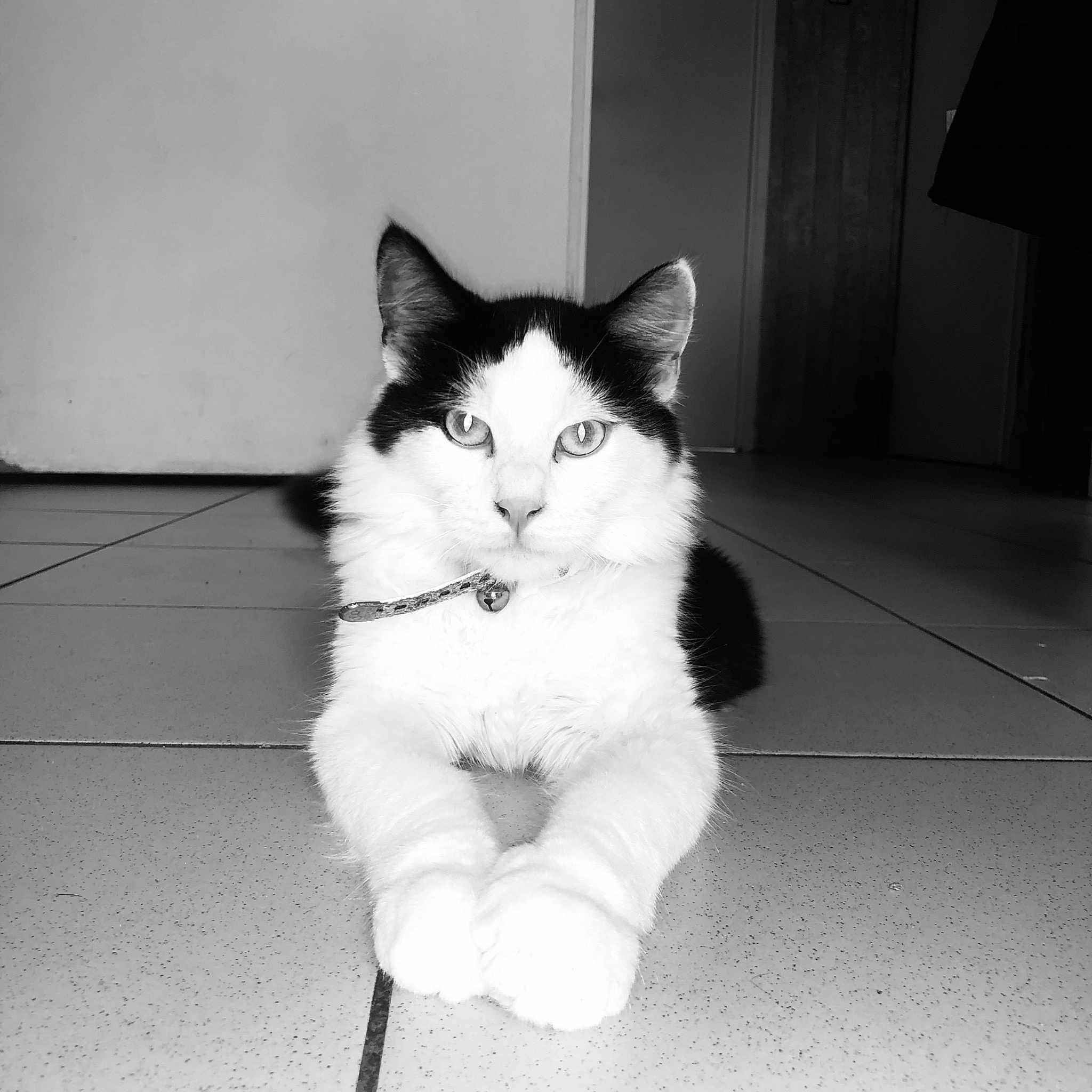 Elio