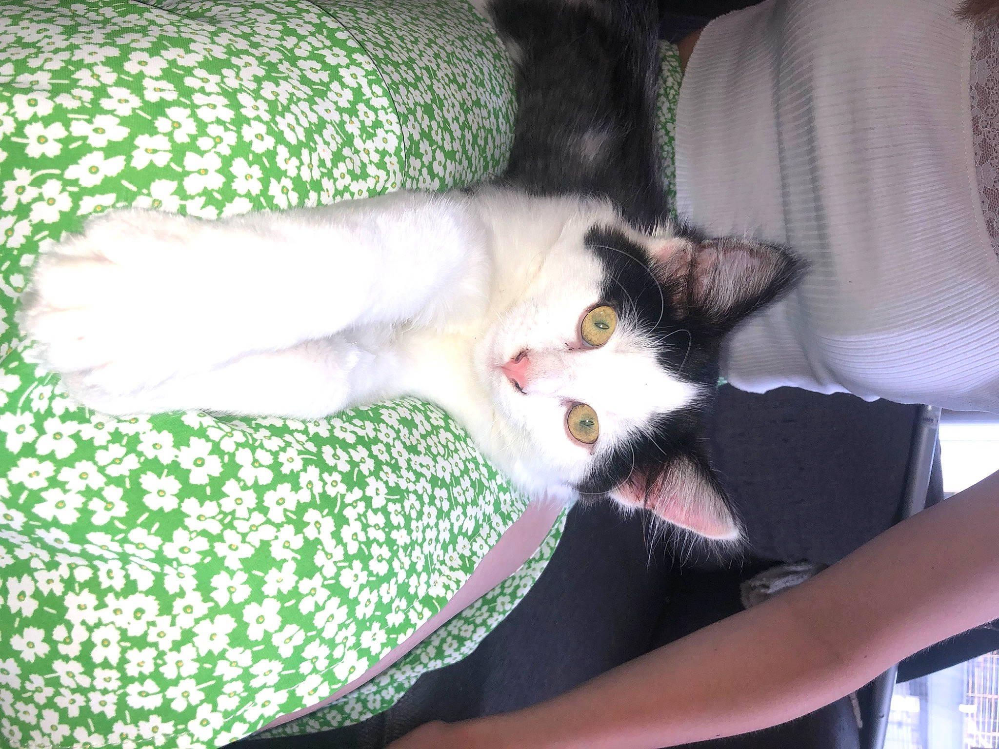 Elio participe au concours pour gagner de l'argent avec cette photo : carnivore, cat, comfort, domestic_short_haired_cat, elbow, felidae, fur, linens, nail, pattern, small_to_medium_sized_cats, tail, whiskers, wrist