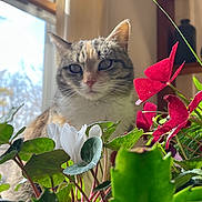 Lilly is registered to the contest to win money with this photo: cat, flower, plant, window, indoor, greenery, pet, curious, red_flower, white_flower, leaf, nature, sunlight, cozy, domestic, animal, feline, background, houseplant, soft_light