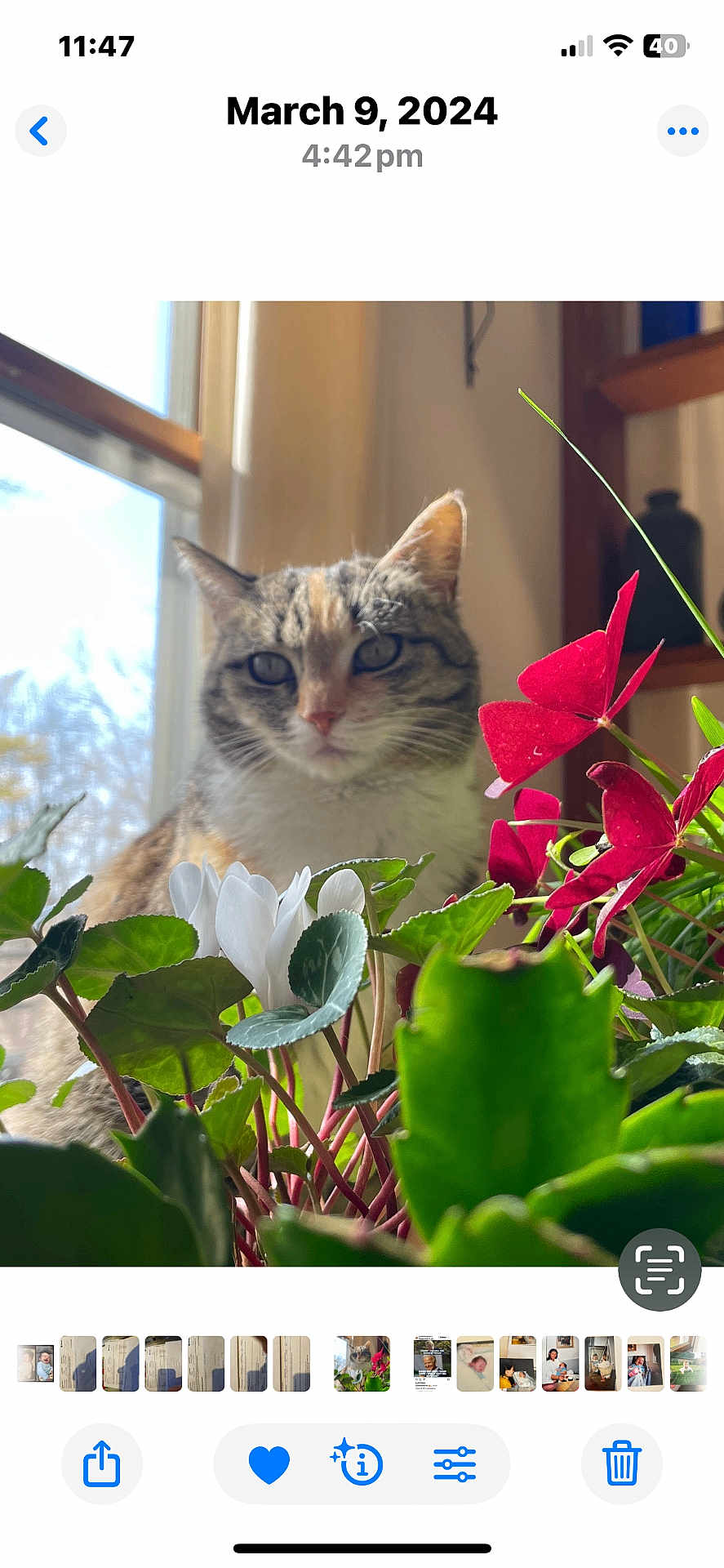 Lilly