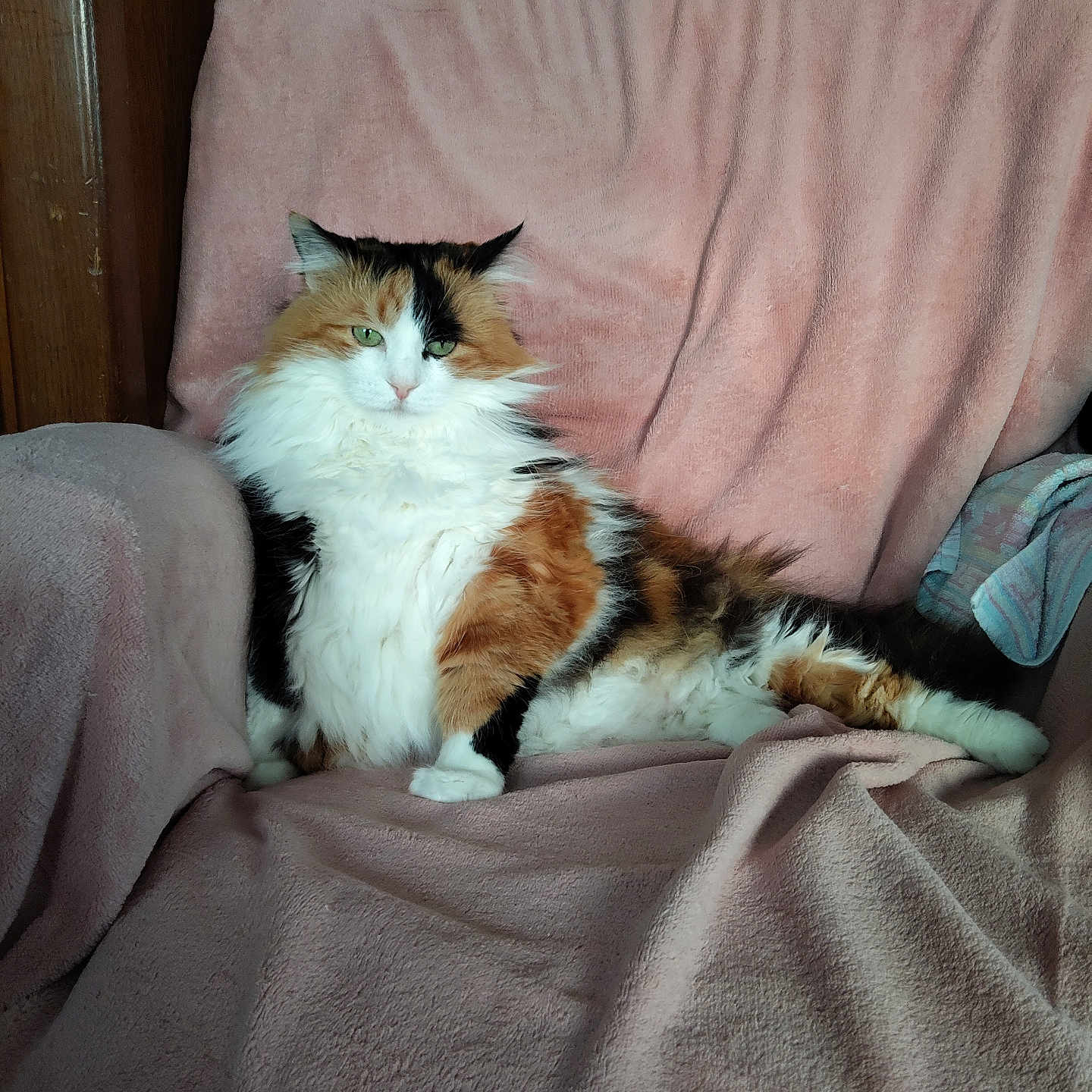 Noisette a rejoint le concours — aidez-le/la à gagner de superbes lots ! animal, blanket, calico, cat, chair, comfortable, cute, domestic, feline, fluffy, fur, green_eyes, household, indoor, mammal, pet, pink, relaxed, resting, soft