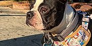 Sage is registered to the contest to win money with this photo: dog, boston_terrier, pet, harness, sidewalk, outdoor, sunlight, shadow, palm_trees, blue_sky, animal, canine, closeup, portrait, alert, tag, colorful, nature, daytime, leash