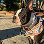 alert, animal, blue_sky, boston_terrier, canine, closeup, colorful, daytime, dog, harness, leash, nature, outdoor, palm_trees, pet, portrait, shadow, sidewalk, sunlight, tag