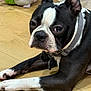 Sage joined the competition — help win amazing prizes! dog, boston_terrier, pet, lying_down, floor, wooden_floor, collar, toy, plush_toy, black_and_white, close_up, indoor, animal, canine, domestic_animal, paw, ears, face, expression, pet_accessory