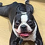 Sage joined the competition — help win amazing prizes! dog, boston_terrier, pet, tongue_out, lying_down, floor, indoor, black_and_white, collar, playful, happy, animal, canine, smiling, fur, ears_up, close_up, domestic_animal, companion, relaxed