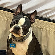 Sage is registered to the contest to win money with this photo: dog, boston_terrier, pet, collar, tag, indoor, fur, black_and_white, sitting, curious, animal, canine, ears, face, cute, domestic_animal, looking, floor, shoe, background