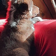 Saxo a rejoint le concours — aidez-le/la à gagner de superbes lots ! dog, fluffy, couch, red, sunlight, indoor, plant, wooden_furniture, pet, animal, relaxing, side_view, fur, cozy, home, window_light, shadow, domestic, resting, companion