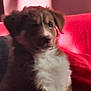 dog, puppy, couch, red, fur, sitting, indoor, pet, shadow, light, wall, animal, furry, relaxing, domestic_animal, home, companion, soft, cute, cozy