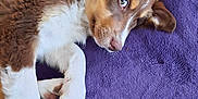 Saxo participe au concours pour gagner de l'argent avec cette photo : puppy, dog, brown, white, fur, lying_down, blanket, purple, pet, cute, animal, indoor, relaxed, ears, sideways_glance, young, domestic_animal, soft_texture, resting, cozy