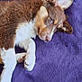 puppy, dog, brown, white, fur, lying_down, blanket, purple, pet, cute, animal, indoor, relaxed, ears, sideways_glance, young, domestic_animal, soft_texture, resting, cozy