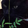 black_cat, cat, green_leaves, plant, whiskers, close_up, outdoor, nature, animal, eyes, dark_fur, face, pet, feline, mammal, curious, shadow, stem, wildlife, flora