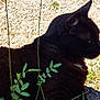 cat, black_cat, outdoor, plants, greenery, gravel, sunlight, animal, pet, nature, feline, profile, fur, grass, relaxing, wildlife, daytime, closeup, mammal, quiet