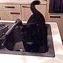 cat, black_cat, kitchen, sink, countertop, appliance, microwave, kettle, cabinet, home, indoor, pet, curious, animal, feline, white_patch, standing, domestic, furniture, household