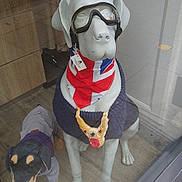 Bobo joined the competition — help win amazing prizes! accessory, bandana, clothing, crown, decor, decoration, dog_statue, floor, goggles, indoor, necklace, novelty, plush_dog, reflection, shop_window, stuffed_animal, toy_dog, union_jack, window_display, wood_floor