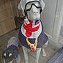 accessory, bandana, clothing, crown, decor, decoration, dog_statue, floor, goggles, indoor, necklace, novelty, plush_dog, reflection, shop_window, stuffed_animal, toy_dog, union_jack, window_display, wood_floor