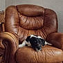 Bobo joined the competition — help win amazing prizes! animal, black_and_white, brown_chair, calm, canine, carpet, cozy, cute, dog, domestic, furniture, home, indoor, leather_chair, living_room, pet, relaxed, resting, seat, small_dog