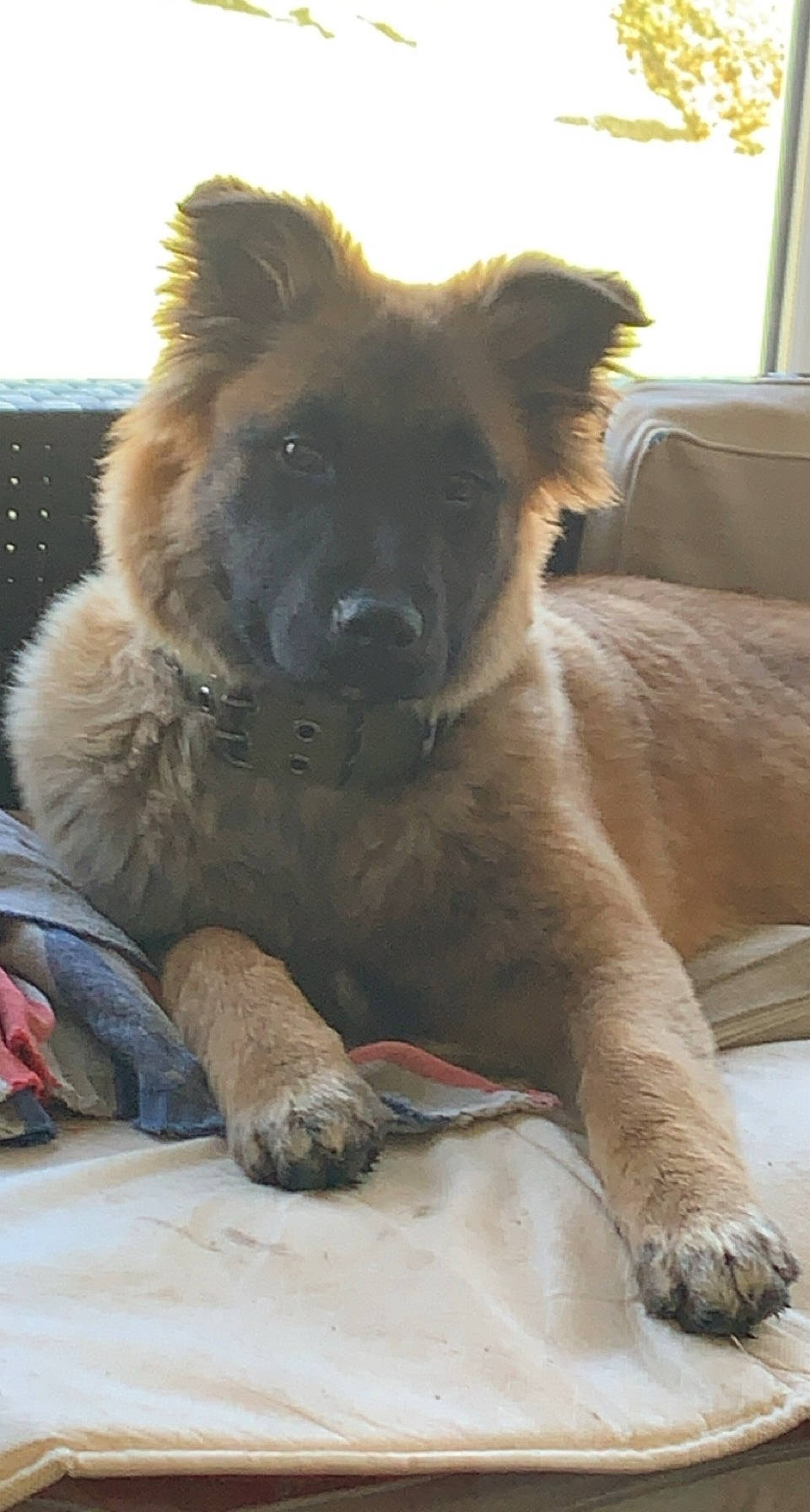 Hina a rejoint le concours — aidez-le/la à gagner de superbes lots ! ancient_dog_breeds, canidae, carnivore, companion_dog, dog, dog_breed, estrela_mountain_dog, fawn, fur, giant_dog_breed, liver, snout, sporting_group, terrestrial_animal, whiskers, wildlife, working_animal, working_dog