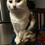 Michi is registered to the contest to win money with this photo: cat, calico, sitting, table, tablecloth, floral_pattern, indoor, pet, curious, whiskers, fur, tail, animal, domestic, feline, kitchen, chair, appliance, floor, home