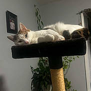 Michi is registered to the contest to win money with this photo: animal, black_spot, brown_spot, cat, cat_tree, cozy, curtain, domestic, feline, framed_photo, fur, home, indoor, pet, plant, relaxed, resting, sleepy, white_cat, window