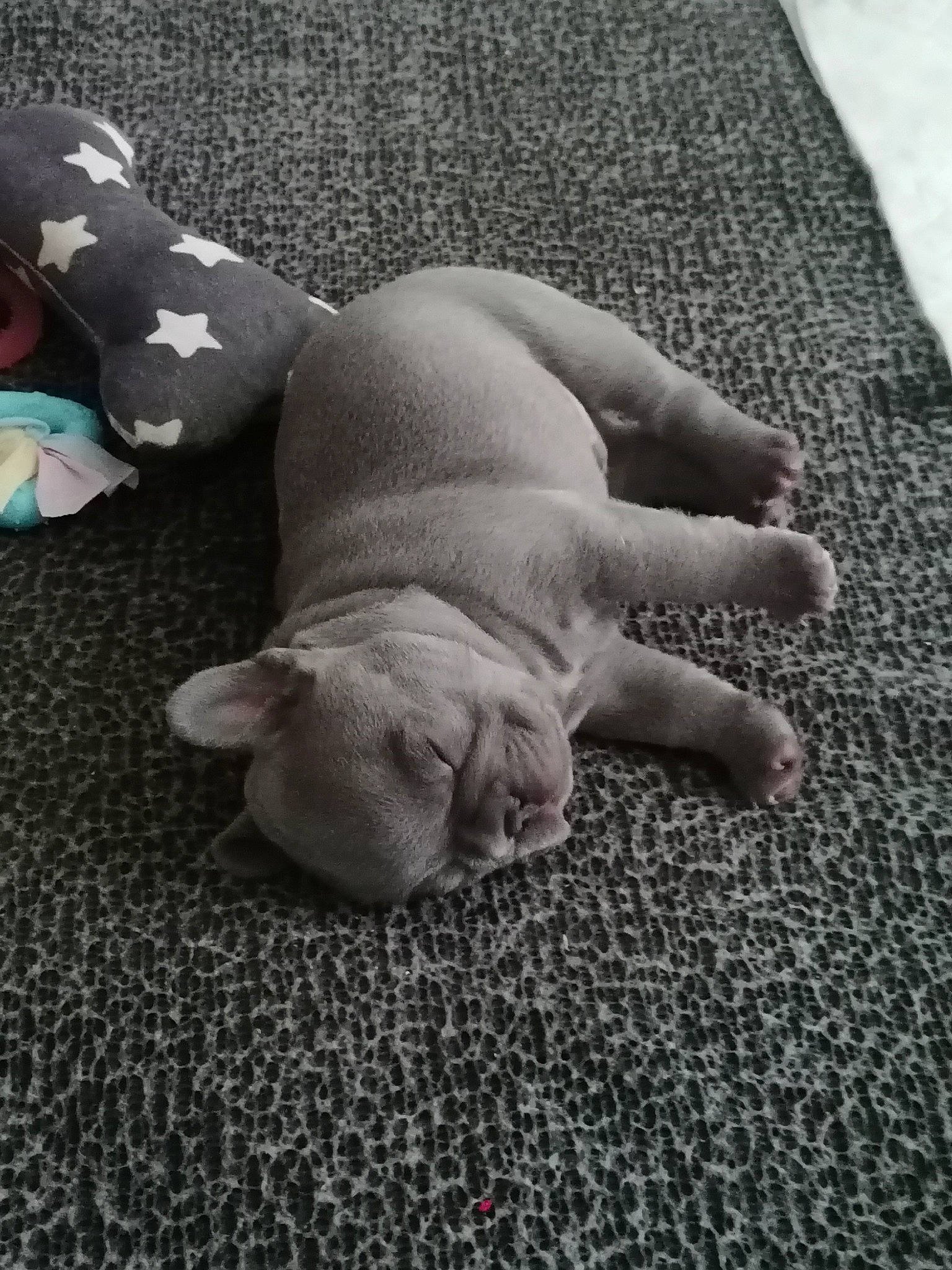 Bear is registered to the contest to win money with this photo: carnivore, comfort, companion_dog, dog, dog_breed, fawn, felidae, floor, flooring, foot, grey, human_leg, linens, monochrome, monochrome_photography, small_to_medium_sized_cats, tail, whiskers, wood, working_animal