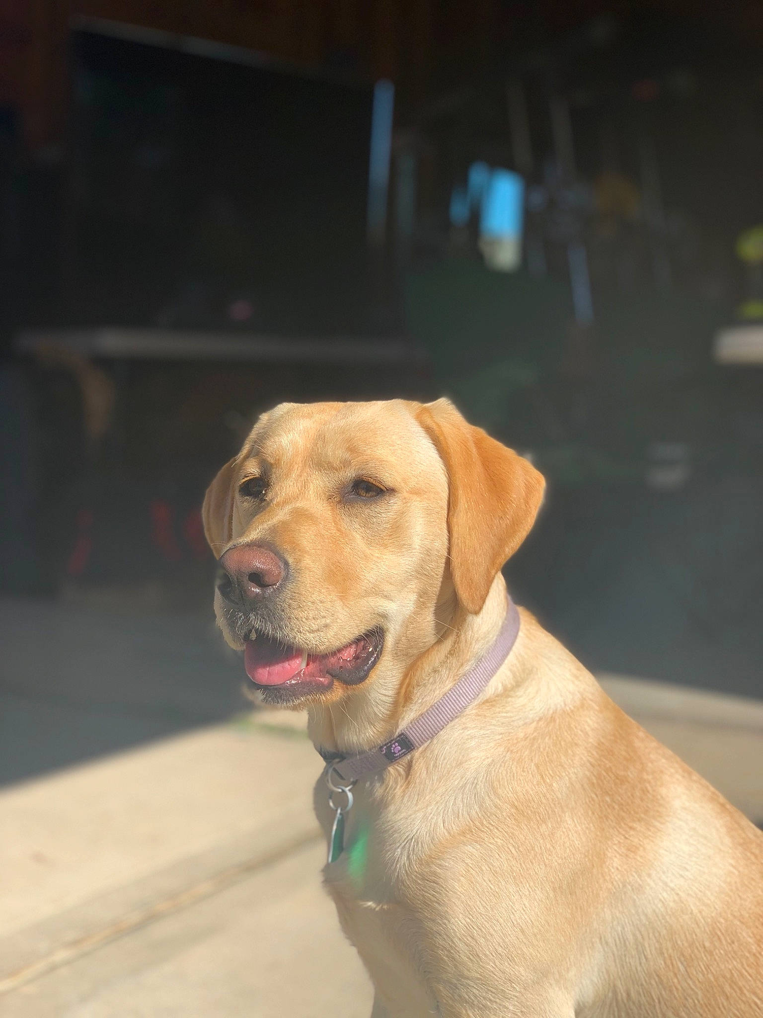 Jersey is registered to the contest to win money with this photo: beagador, broholmer, canidae, carnivore, companion_dog, dog, dog_breed, dog_collar, ear, eye, fawn, golden_retriever, labrador_retriever, mammal, puppy, retriever, rhodesian_ridgeback, snout, sporting_group, whiskers