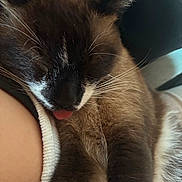 Saturne participe au concours pour gagner de l'argent avec cette photo : cat, siamese_cat, sleeping, tongue_out, close_up, fur, whiskers, pet, animal, cozy, resting, cute, domestic_cat, ear, nose, paw, human_arm, indoor, relaxed, snuggling
